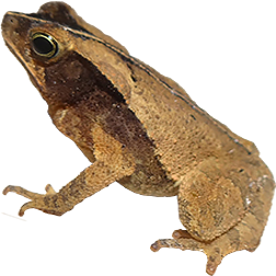 Typhonius Toad